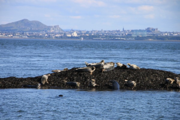 Seals viewed from a Forth Boat Tours cruise of the Three Bridges.